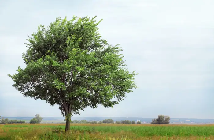 Tall Elm Tree