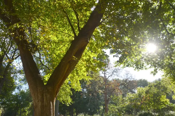 Elm tree trunk and leaves.