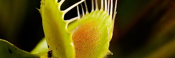 Venus Flytrap plant indoors