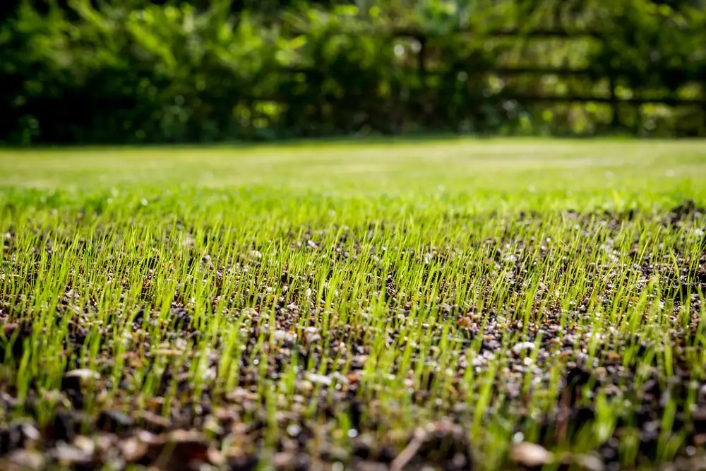 Grass seeds on residential lawn