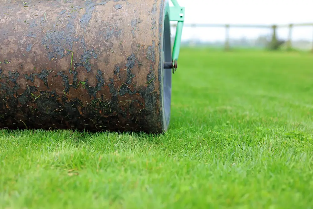 Lawn roller on freshly laid sod