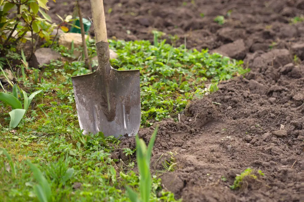 Shovel for sod removal