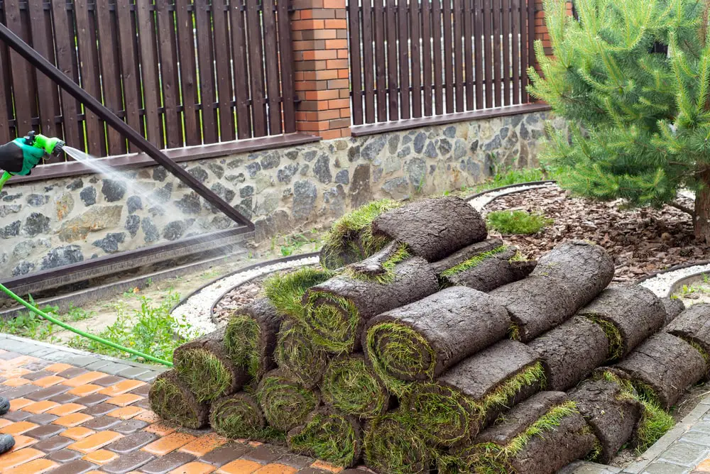 Landscaper watering rolls of sod