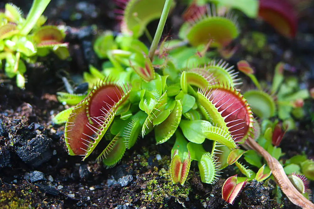 Venus Flytrap plant