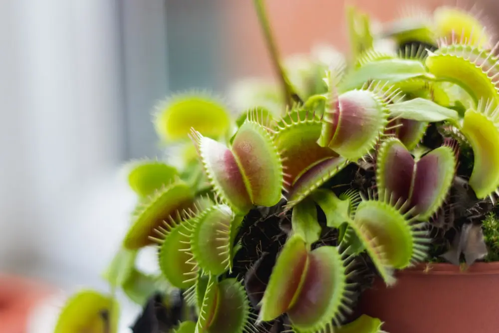 Venus Flytrap Facts