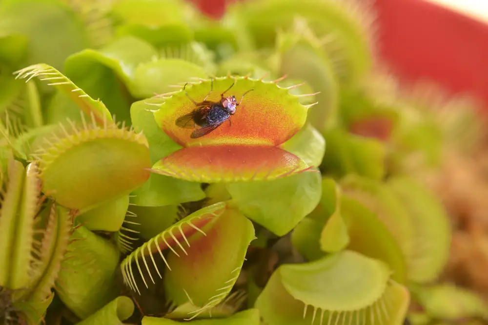 Fly inside a Venus Flytrap