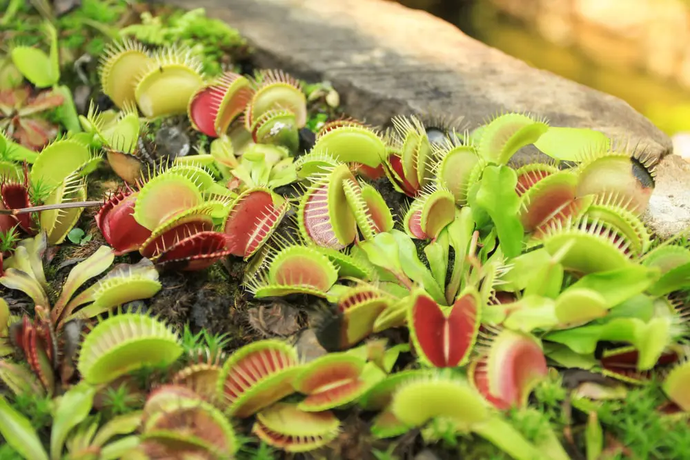 Venus Flytrap planted in soil outside