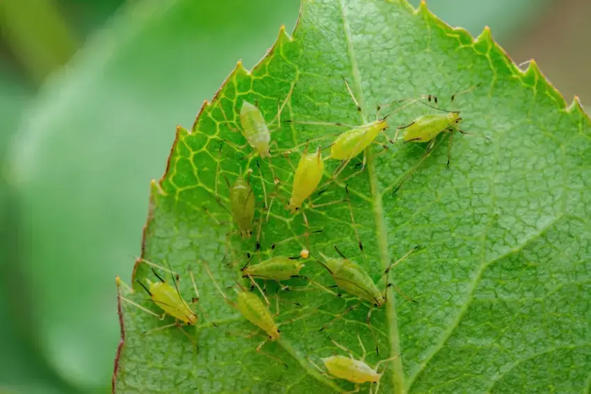 Aphids on a tree leaf.