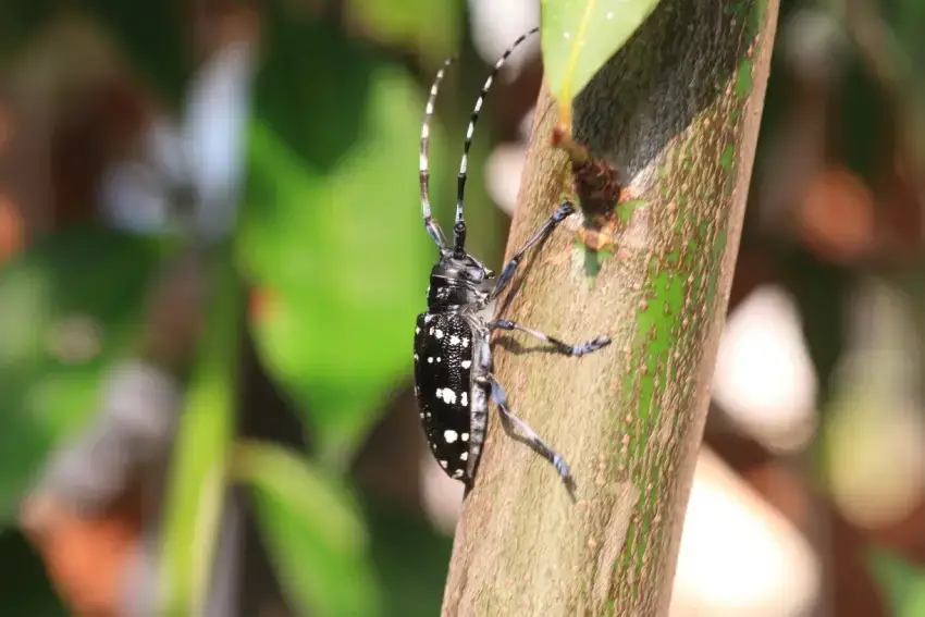 Asian long horned beetle on a tree branch.