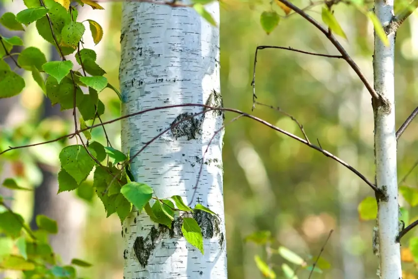 Birch tree trunk and leaves.