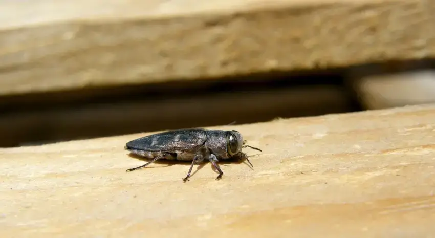 Bronze birch borer on a tree branch.