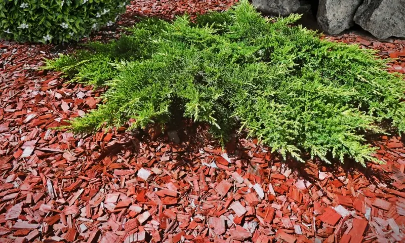 Plants growing in bed with cedar mulch.