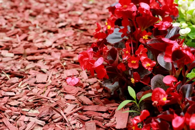 Begonias planted in bed with cedar mulch.