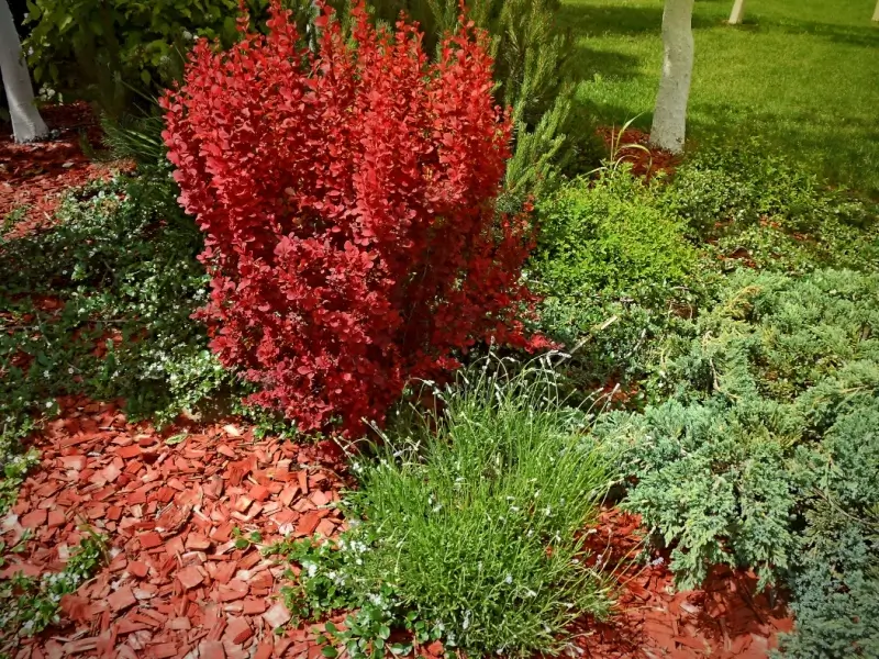 Plants in a bed with cedar mulch. 