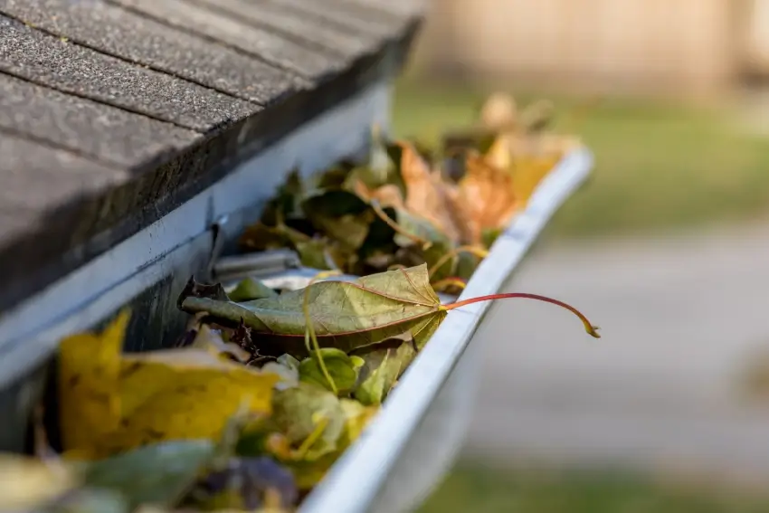 Rain gutter clogged with leaves.