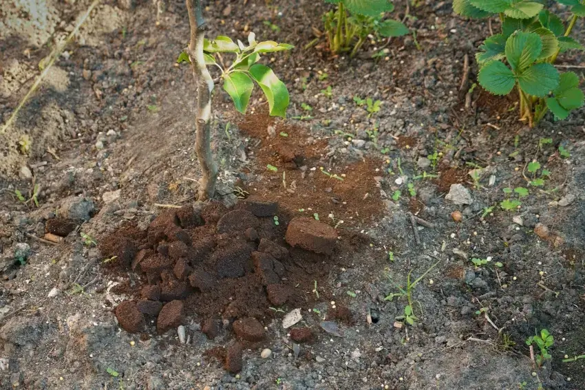 Coffee grounds at the base of a plant. 