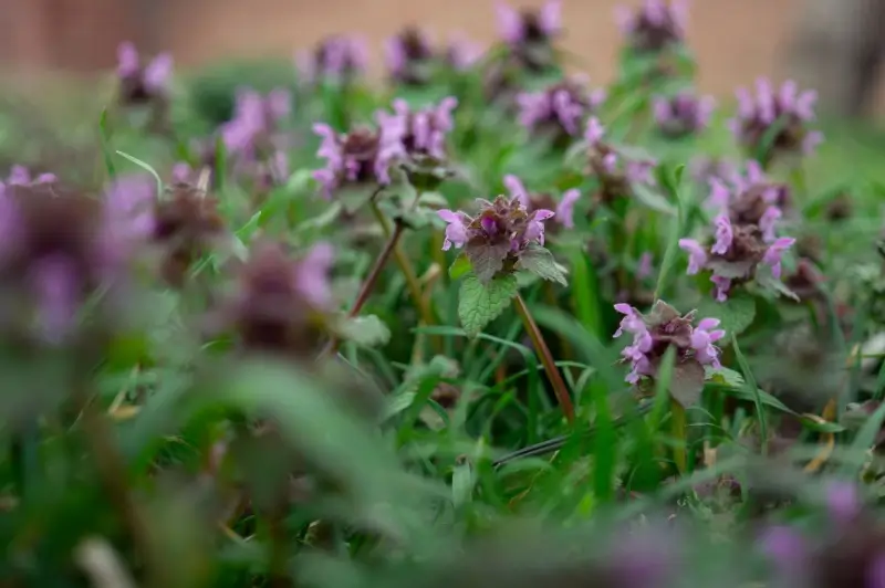 Purple flowers on a ground ivy weed.