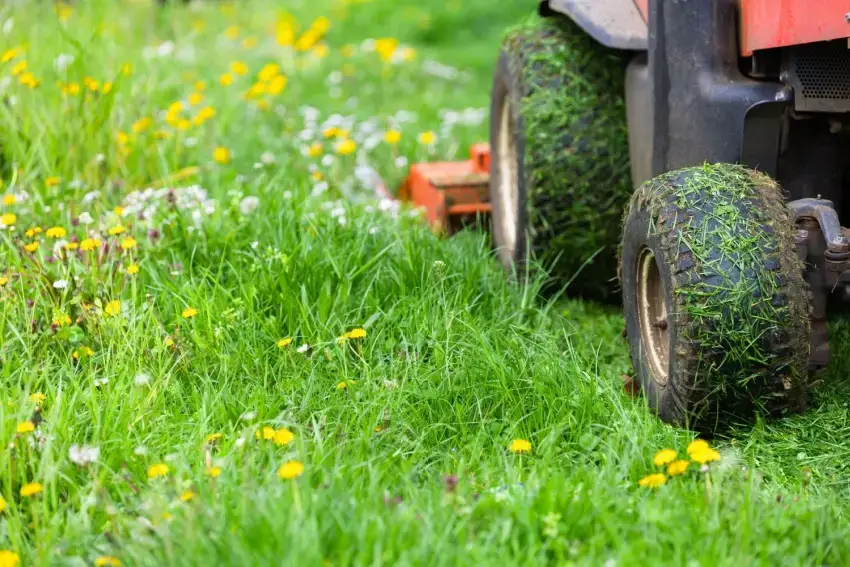 Lawn mower on grass with dandelion weeds.