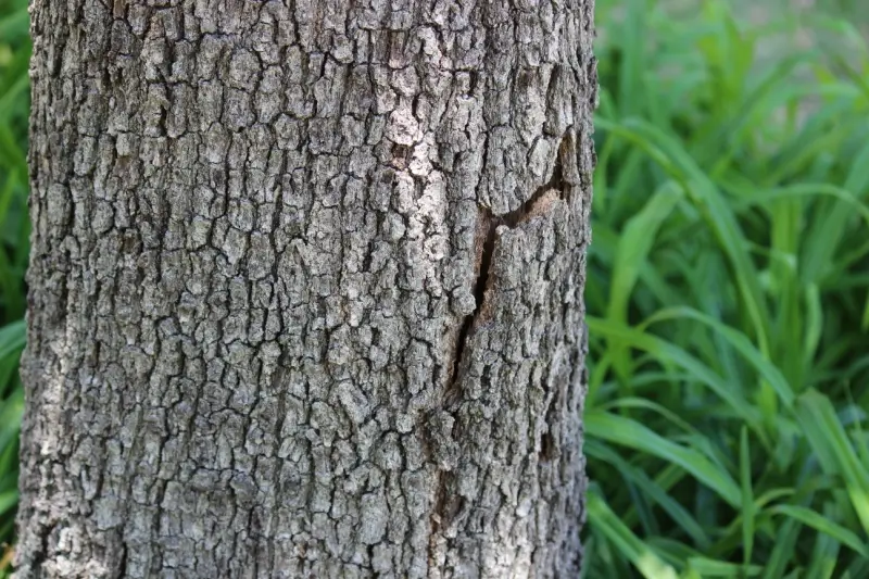 Oak tree trunk with frost cracks.