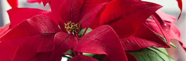 Red poinsettia petals