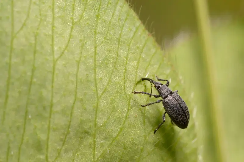 Billbug on a green leaf