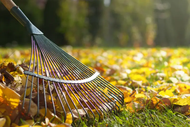 Rake in leaves