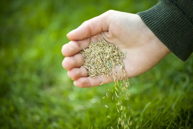 Landscaper pouring seeds onto grass