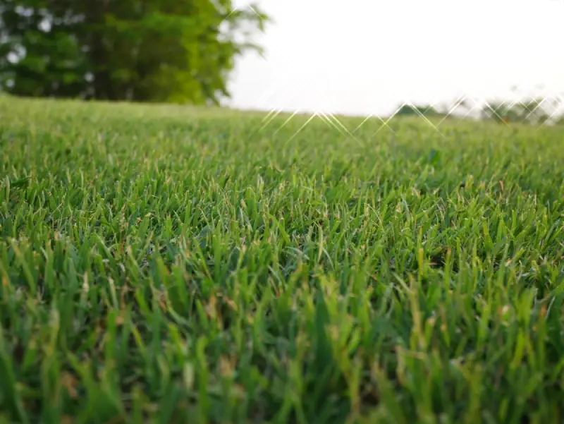 Bermuda Grass Lawn