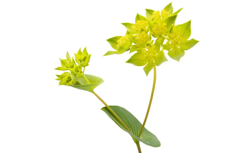 Bupleurum flowers