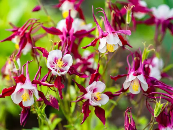 Columbine flowers.