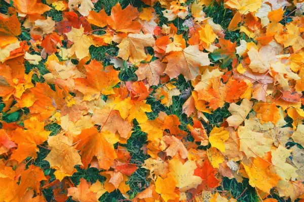 Leaves on top of grass.