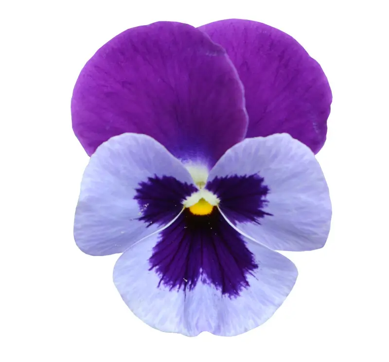 Pansy flowers