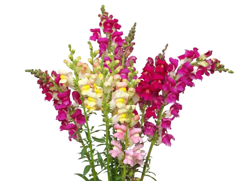 Snapdragon flowers