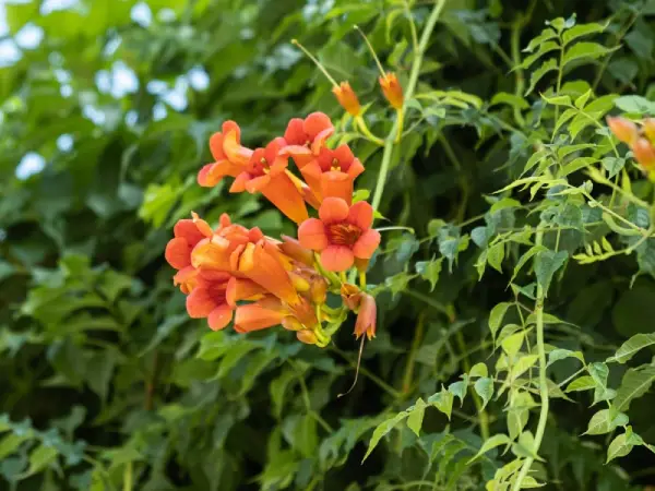 Trumpet vine flower.