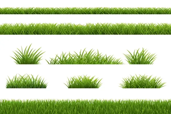 Different types of grasses displayed on a white background.