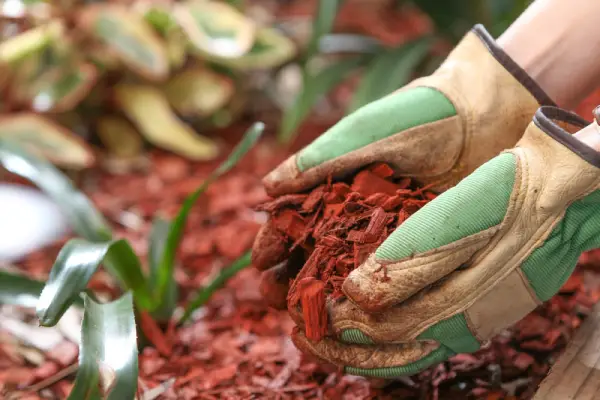 Tree planted in a bed with mulch