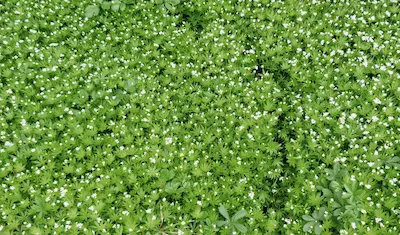 ground covering plants