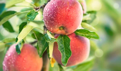 apples growing on a tree