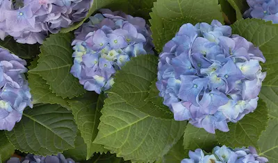 blue hydrangeas flowers