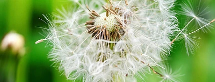 Dandelion flowering plant