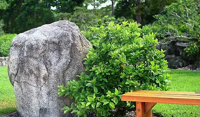 large rock next to bush and bench in garden