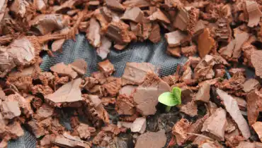 Plant emerging from garden bed covered with brownish-red rubber mulch.