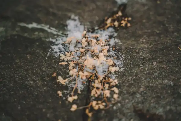 Salt being used as an herbicide in garden.