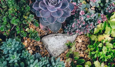 various succulents in a garden