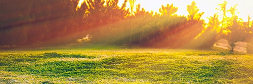 Sunlit healthy green lawn.