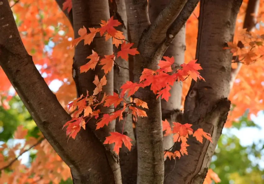 Maple tree with red leaves in the fall.