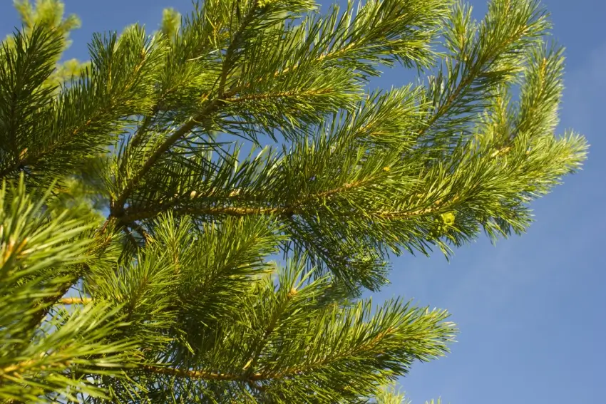 Pine tree needles.