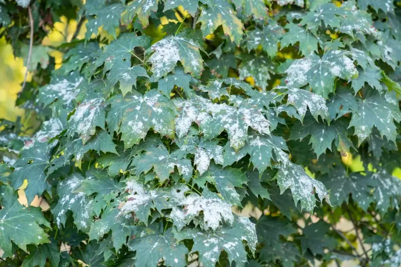 Powdery mildew fungal infection on maple tree leaves.