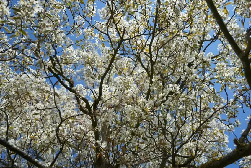 Serviceberry tree with white flowers.