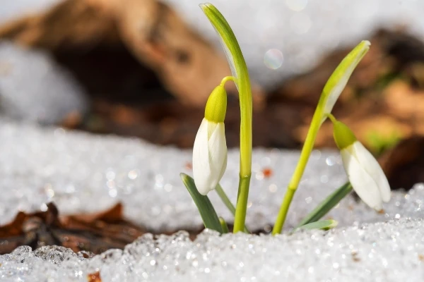 Flower blooming through snow in the winter